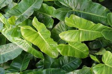 Long green leaves in the garden (Philodendron)