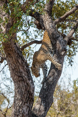 Fototapeta na wymiar Leopard in a tree in the Kruger National Park, South Africa.