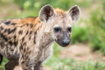 Tuinposter Met in de hoofdrol gevlekte hyena-welp in het Kruger National Park, Zuid-Afrika. © simoneemanphoto