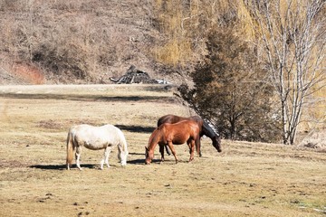Three Horses