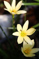 .Close up yellow rain lily blooming background