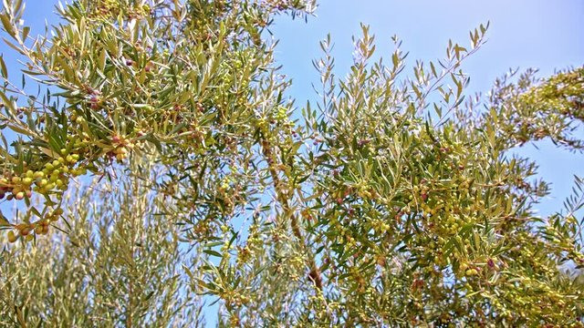 Olive tree with fruits under blue sky