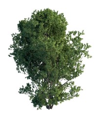 Obraz premium 3D Illustration Pine Tree Isolated On White 