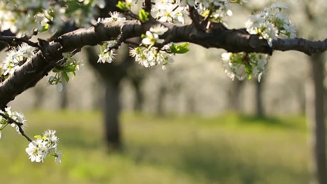Beautiful blossoming cherry-tree garden, sunset light