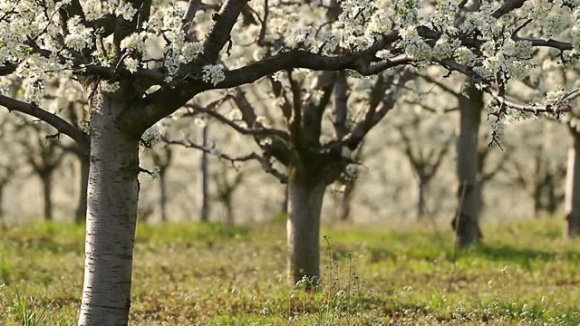Beautiful blossoming cherry-tree garden, sunset light