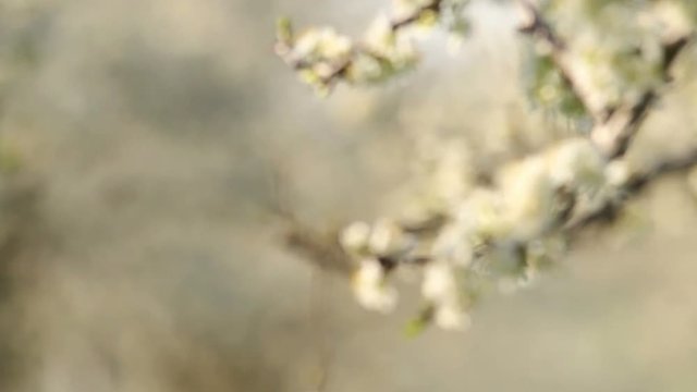 Beautiful blossoming cherry-tree garden, sunset light