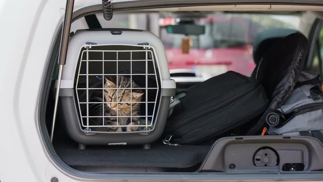 Cat in transporter box on car back shelf