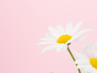 白いマーガレット　ピンク背景