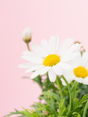 白いマーガレット　ピンク背景