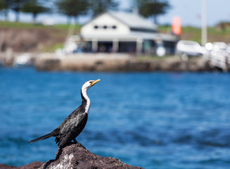 Closeup of Little Pied Cormorant sunbathing in Kiama, New South Wales, Australia