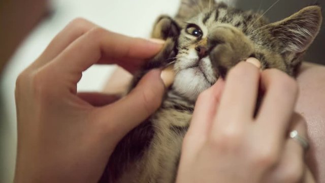 Kitten hiding behind own paws close up