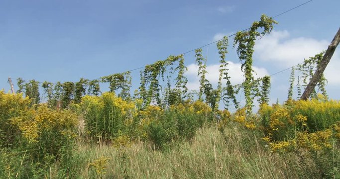Hops being cultivated with big wooden poles in small organic farm in Canada
