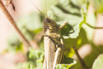 resting grasshopper on leaf