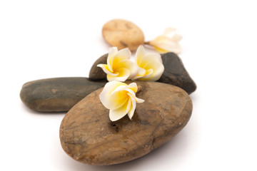Fototapeta na wymiar Plumeria flower on stone for spa relaxing