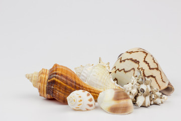 Sea shells isolated on white