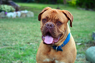 Fototapeta premium Dogo de Burdeo