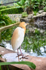 blurred and selective focus image of lonely cattle egret (Bubulcus ibis) bird standing near the pond at Kuala Lumpur Bird Park,Malaysia
