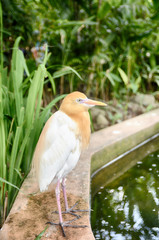 blurred and selective focus image of lonely cattle egret (Bubulcus ibis) bird standing near the pond at Kuala Lumpur Bird Park,Malaysia