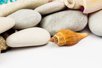 Sea shells isolated on white