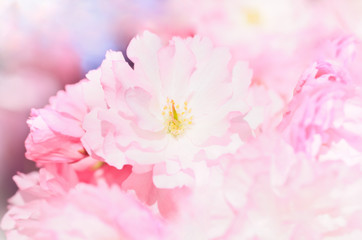 Close up of blooming sakura, background