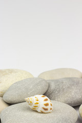 Sea shells isolated on white