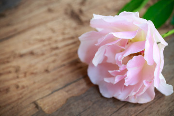 Close up beautiful pink rose on old wooden