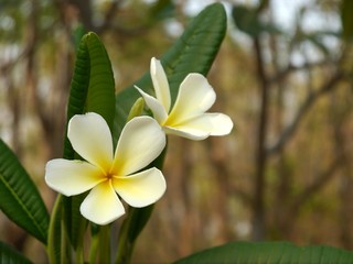 Frangipani