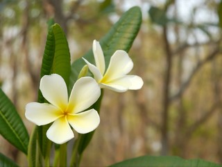 Frangipani