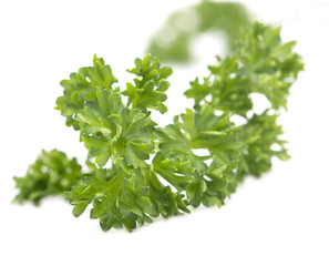 parsley on a white background