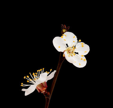 Small white flowers on a branch on a black background