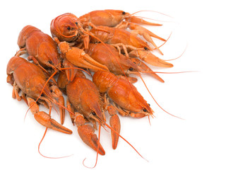 Boiled crawfish on a white background