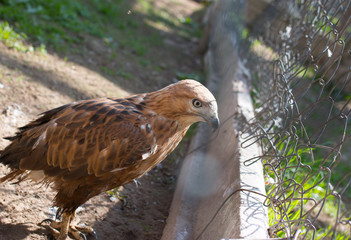 a hawk in a cage