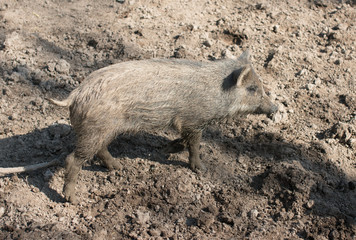 wild pig at the zoo