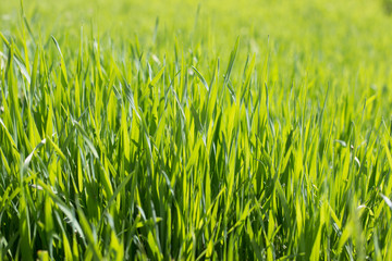 green grass background