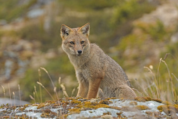 Andean Fox Looking for Prey