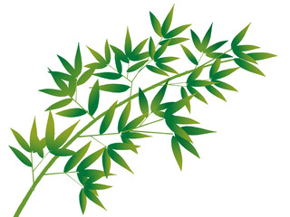 Obraz premium bamboo of TANABATA festival