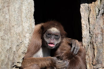 Monkey of caring（さるのいたわり）