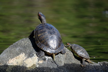 Turtle who stare into the distance（遠くを見つめるカメ達）