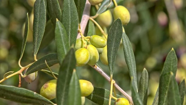 Green olives  growing on tree close up