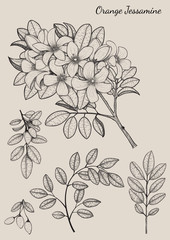 Orange Jessamine flower by hand drawing
