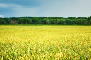Field of wheat