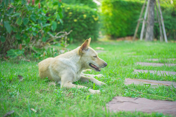Naklejka na ściany i meble thai dog on greensward in garden