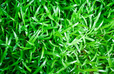 texture background of Beautiful green lawn
