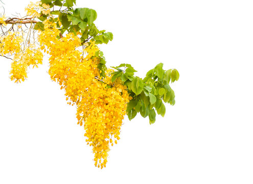 golden flower isolated on white background