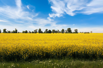 Obraz premium Yellow rapeseed flowers on field.