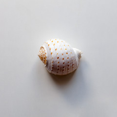 Ocean shell like snail on table