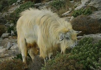 Obraz premium A goat grazing