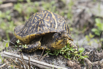Florida Box Turtle
