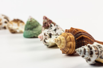 Sea shells isolated on white