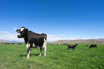 pasture with animals in summer day in new zealand